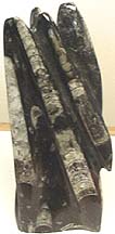 med ortho sculpture.jpg